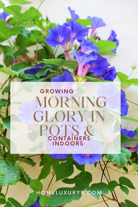 Can you Grow Morning Glory in Pots & Containers Indoors and How To grow them indoors including all the care requirements we cover in this article Planting Morning Glory Seeds, Morning Glory In Pots, Morning Glories In Pots, Morning Glory Plant, Morning Glory Seeds, Growing Bulbs, Morning Glory Flowers, Tropical Countries, Morning Glories