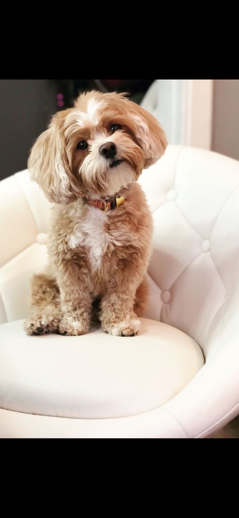 Shipoo Haircut Styles, Shitzu Poodle Haircuts, Shi Poo Dog, Shih Poo Full Grown, Shitzu Poodle Mix Puppies, Shipoo Dog Haircuts, Shitzu Puppies Haircuts, Shihpoo Grooming Styles, Shih Poo Haircuts