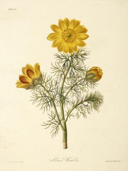 Adonis Vernalis Map Room, Flower Identification, Small Pretty Tattoos, Print Map, Victorian Flowers, A2 Poster, Language Of Flowers, Birth Month Flowers, Floral Illustrations