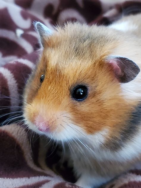 Hamsters, Ginger, Animals