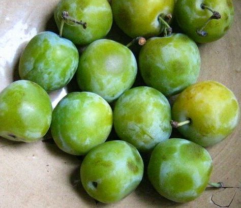 Green Plum Recipes http://beneficialfarmscsa.wordpress.com/ Plum Varieties, Prune Plum, Plum Crumble, Damson Plum, Sour Plum, Plum Recipes, Food Courts, Allotment Gardening, Lemon Rind