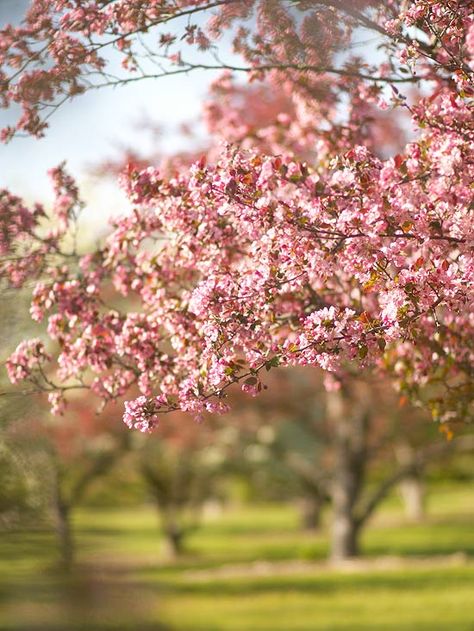 Crabapple trees produce beautiful flowers and fruit to brighten your yard. More small trees for your yard: http://www.bhg.com/gardening/trees-shrubs-vines/trees/popular-small-trees Golden Rain Tree, Fringe Tree, Trees For Front Yard, Crabapple Tree, Shade Flowers, Fast Growing Trees, Zone 5, Garden Shrubs, Have Inspiration