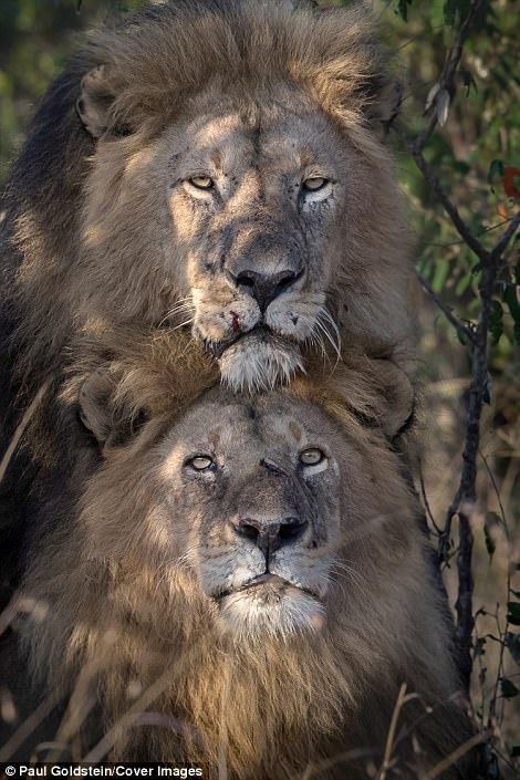 Not unheard of: The male lion couple in Kenya... Lion Couple, Lion Photography, Lion Love, Lion Images, Male Lion, Black Lion, Masai Mara, Animal Behavior, August 10