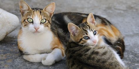 8 Reasons to Foster a Cat - https://www.worldsbestcatlitter.com/2015/01/8-reasons-to-foster-a-cat/ Aegean Cat, Eye Eyeliner, Foster Cat, Newborn Kittens, Fancy Cats, Kitten Care, Cat Breed, Cat Pose, Kitten Pictures