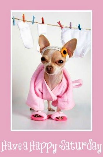 Saturday Chihuahua Clothes, Dog Humor, Animal Humor, Teacup Chihuahua, Love My Dog, Chihuahua Love, Dog Pajamas, Chihuahua Dog, Chihuahua Puppies