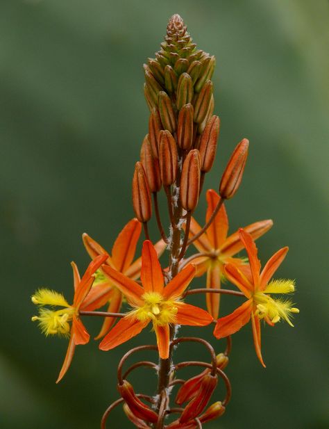 Bulbine frutescens #1 | Best viewed @ large size Asphodelace… | Flickr Bulbine Frutescens, Botanical Garden, Botanical Gardens, South Africa, Large Size, Cape, San Francisco, California