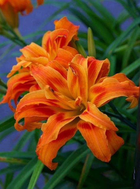 Daylily Garden, Lilly Flower, Gladioli, Day Lilies, Lily Flowers, Beautiful Backyards, Daylilies, Beautiful Flowers Pictures, Edible Flowers