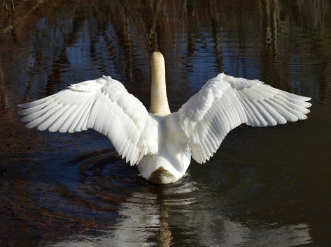 Swan Wings, Swan Painting, Akhal Teke Horses, Alchemy Art, Mute Swan, Wings Drawing, Ancient Greek Art, Bird Wings, White Swan