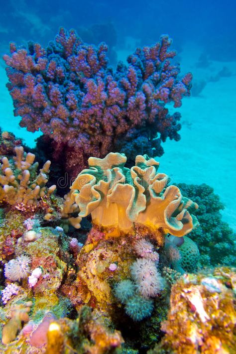 Florida Coral Reef, Australian Coral Reef, Ocean Coral Reef Aesthetic, Tropical Coral Reef, Coral Reef Diving, Sea Coral Photography, Coral Reef Photography Ocean Life, Sea Plants Underwater, Coral Reef Aesthetic