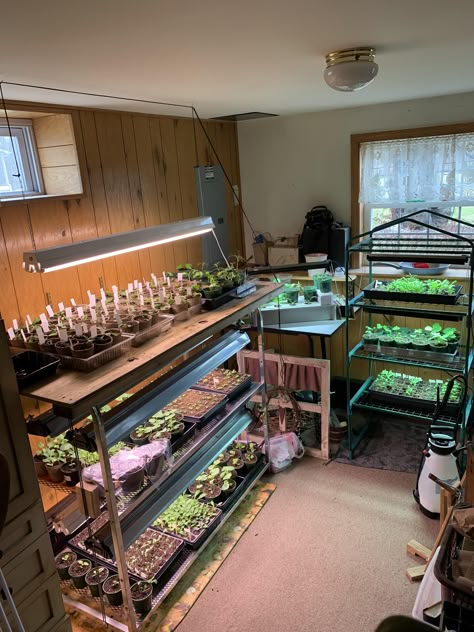 Tiny Green House Diy, Growing Room Indoor, Basement Grow Room, Indoor Farming At Home, Seedling Setup, Indoor Greenhouse Room, Greenhouse Tables, Indoor Grow Room, Closet Garden