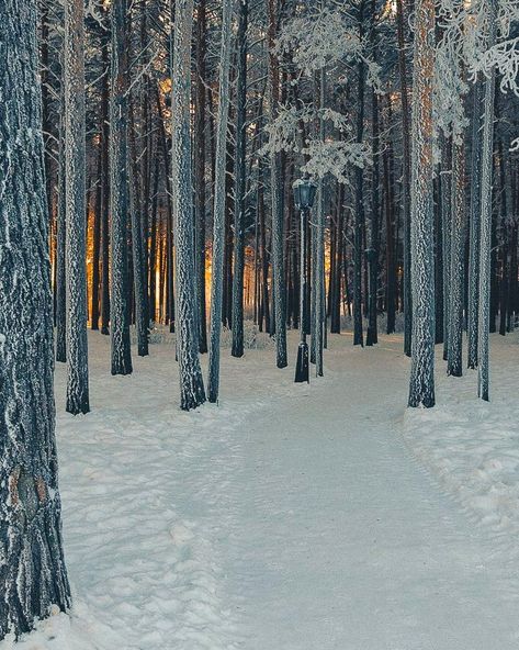 Path in a snowy forest with sunlight in the background (no location given) by (@thenerealno) on Instagram ❄️ Snowy Cabin, Fleet Foxes, Snowy Woods, Lausanne Switzerland, Winter Woods, Painter And Decorator, Snowy Forest, Winter Wood, Winter Forest