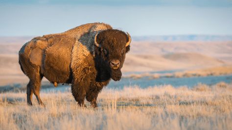 Wild Bison Bull - Places to See Bison Bison Photo, Bison Art, Antelope Island, American Bison, First Day Of Spring, Large Animals, Yellowstone National, Mellow Yellow, Yellowstone National Park