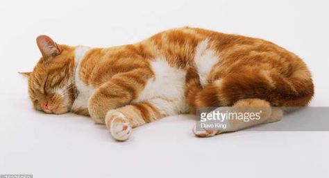 Ginger Tabby Cat, Ginger Tabby, Cat Anatomy, Side Sleeping, Cat Reference, Image Cat, Cat Pose, Cat Sleeping, Domestic Cat