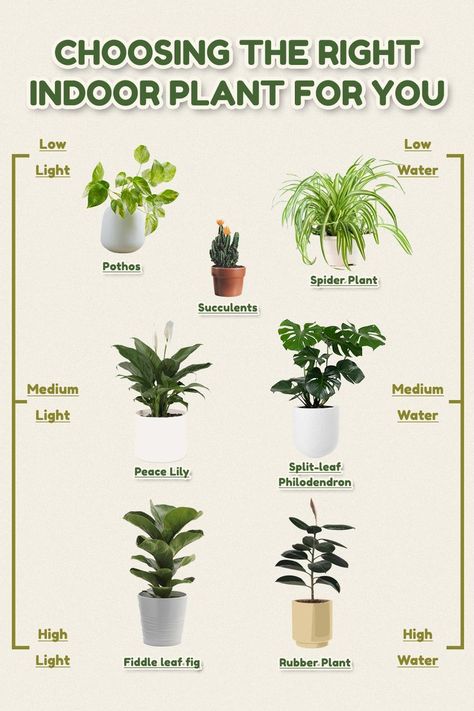 Philodendron Plant Care, Taking Care Of Plants, Interior Design Plants, Air Purifying House Plants, Philodendron Plant, Healing Plants, Air Purifying Plants, Peace Lily, House Plant Care