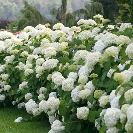 Hydrangea Incrediball, Hydrangea Arborescens Incrediball, White Hydrangea Garden, Flowering Hedge, Incrediball Hydrangea, Flower Hedge, Hydrangea Arborescens Annabelle, Hedge Plants, Hydrangea Landscaping