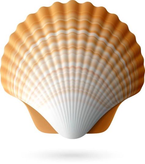 Shell Images Seashells, Seashell Icon, Shell Cutout, Shell Images, Seashell Illustration, Scallop Seashell, Seashell Design, Shell Crafts Diy, Scallop Shell