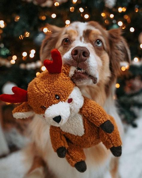 Christmas Poses With Dog, Couples Christmas Pictures With Dog, Dog And Owner Photoshoot Christmas, Dogs Christmas Pictures, Christmas Card Pictures With Dogs, Dog Christmas Pictures With Owner, Puppy Picture Ideas, Holiday Pet Photography, Christmas Dog Photography