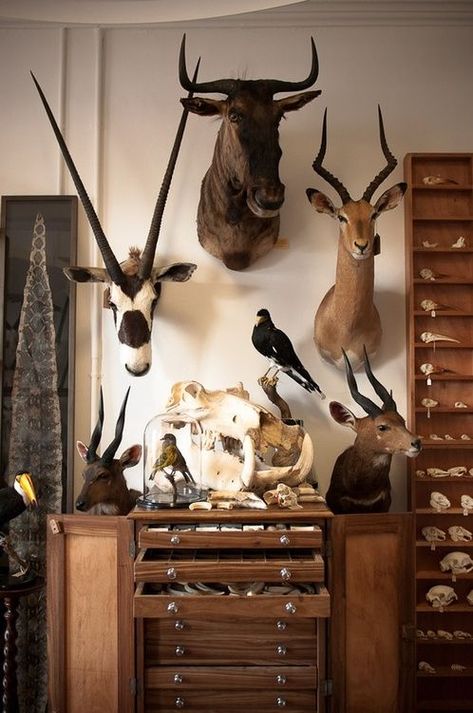 Image from: http://www.flemarie.fr/blog/2014/02/les-tetes-danimaux-au-coeur-de-la-deco/ #ad #commissionearned Taxidermy Decor, Deer Heads, A Well Traveled Woman, Cabinet Of Curiosity, Hunting Room, Trophy Rooms, Taxidermy Mounts, Taxidermy Art, British Colonial Style