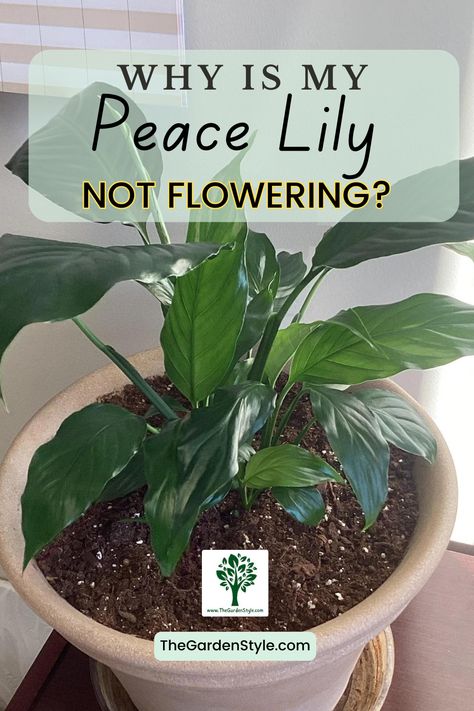 Visit TheGardenStyle.com to learn Why Is Your Peace Lily Not Flowering and How to solve this. Peace Lily Soil, Sick Peace Lily, Peace Lily Pot Ideas, Peace Lily Plant Care, Lilly Plants, Peace Lily Flower, Plants 101, Peace Lily Care, Peace Plant