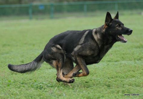 Dark Sable German Shepherd, Ddr German Shepherd, Sable German Shepherd, German Sheperd Dogs, German Shepherd Pictures, German Shepherd Funny, Black German Shepherd, Yorkshire Terrier Puppies, Coban