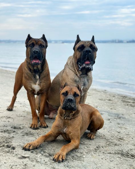 Fawn Cane Corso Dog Brown Cane Corso, Fawn Pitbull, Cane Corso Dog Breed, Cane Corso Mastiff, Cane Corso Italian Mastiff, Cane Corso Fawn, Dog Soldiers, Italian Mastiff, Presa Canario