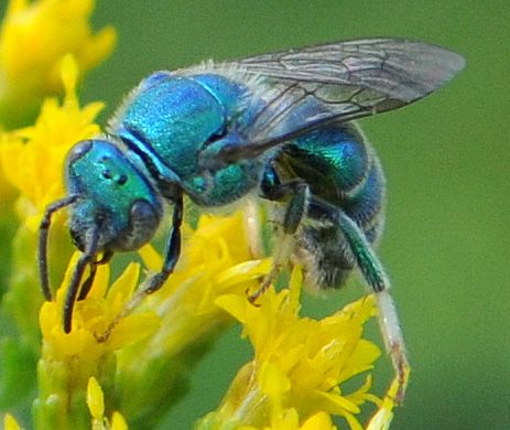 Sweat Bee (Augochloropsis metallica) - Augochloropsis metallica - male Bee Species, Sweat Bees, Lost Forever, Bee Swarm, Mason Bees, Bees And Wasps, Garden Insects, Beautiful Bugs, The Bee