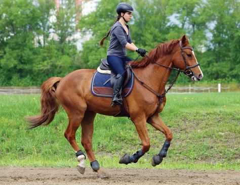 Updated: October 2, 2020 Dressage, Hunter Jumper, Eventing, Other, English, How-To By Jochen Schleese, CMS, Equine Ergonomist Q: I ride a Thoroughbred with a moderately roached (convex or round) back. How should I determine if my saddle fits correctly? A: The nine main points of saddle fit are absolutely common to all saddles and all horses – if you want to determine whether and how well your saddle fits, these points should be considered, and each of these points has video instruction on our Horse Cantering, English Thoroughbred, Horse Mane Braids, Horse English, Equine Veterinary, Account Aesthetic, Ligament Injury, Horse Mane, How To Braid