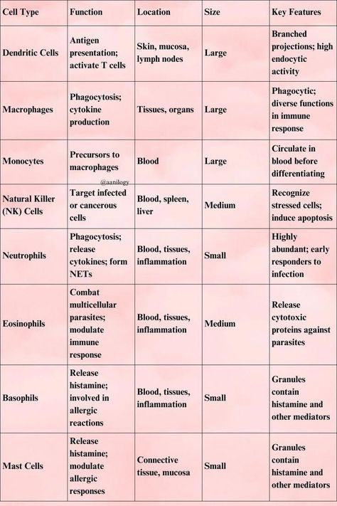 cells of immune system comparison Immune System Notes, Teas Test, Learn Biology, Immune Cells, Nursing Student Tips, Doctor Advice, Class 11, Nursing School Studying, Medical School Studying