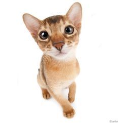 Close Up Animals, The Dog Company, Silly Animal Pictures, Cat Silly, Cat Company, Dog Cat Pictures, Kitten Images, Cat Background, Sweet Cat