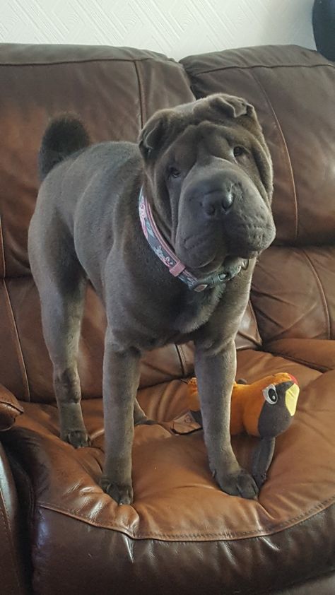 Chubby Puppies, Shar Pei Puppies, Chinese Dog, Shar Pei Dog, Chinese Shar Pei, Big Dog Breeds, Disabled Dog, Scary Dogs, Shar Pei