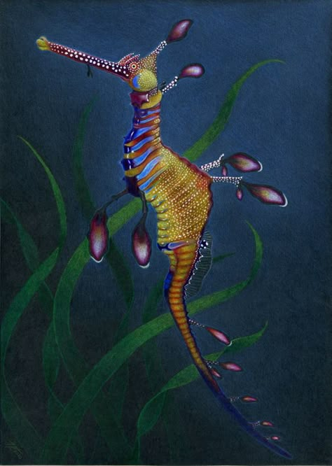 Weedy Sea Dragon, Leafy Sea Dragon, Sea Creatures Art, Sea Dragons, Sea Horses, Creature Artwork, Beautiful Sea Creatures, Sea Dragon, Underwater Creatures