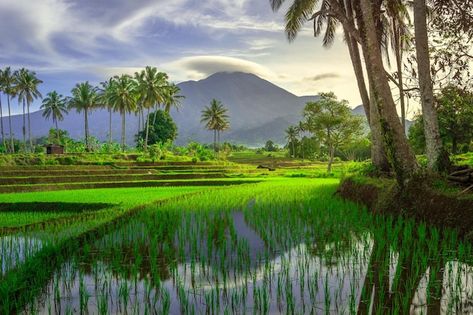 Wallpaper Ramadhan, Panorama Landscape, Morning View, Photo Beautiful, Beautiful Morning, Wallpaper Pc, Premium Photo, Natural Light, Indonesia