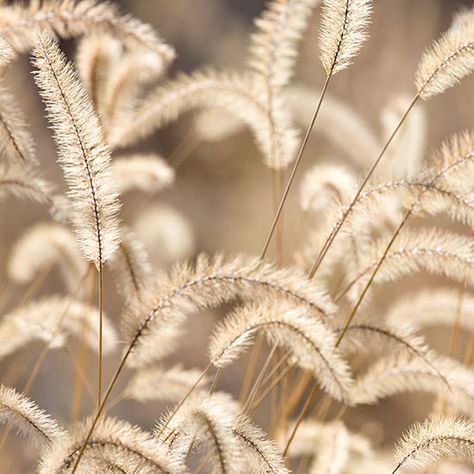 Foxtail Grass by Henry Domke Pantone Brown, Foxtail Grass, Purple Mountain Majesty, House Bloxburg, Fields Of Gold, Sea To Shining Sea, Golden Days, Dry Flowers, Wild Plants