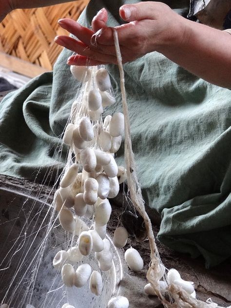 Silk Cocoons in Hand - Yodgorlik (Souvenir) Silk Factory - Margilon - Uzbekistan Silkworm Cocoon, Adam Jones, Silk Road, Central Asia, Silk Thread, Textile Art, Natural Fibers, Silk Fabric, Fiber Art