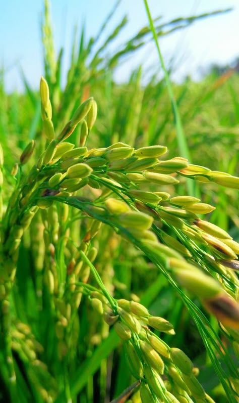 Agriculture Photography, Blurred Background Photography, Healthy Seeds, Blur Photo Background, Good Morning Beautiful Flowers, Flyer And Poster Design, Dslr Photography, Phone Wallpaper Images, Beautiful Flowers Pictures