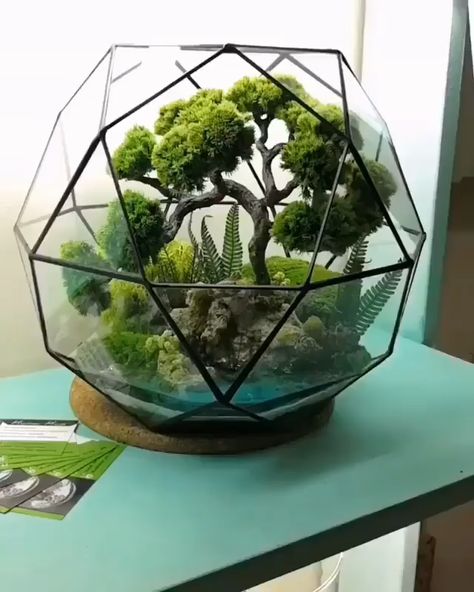 Bonsai For Beginners, Bonsai Terrarium, Wall Terrarium, Kaktus Dan Sukulen, Hanging Glass Terrarium, Terrarium Centerpiece, Open Terrariums, Cactus Terrarium, Diy Succulent Terrarium