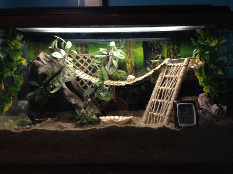 Hermit crab tank                                                                                                                                                                                 More 10 Gallon Hermit Crab Tank, Hermit Crab Terrarium Ideas, Hermit Crab Habitat Ideas Tanks, Hermit Crab Habitat Ideas 10 Gallon Tank, Fiddler Crab Tank Ideas, Fiddler Crab Tank, Diy Hermit Crab Habitat Tanks, Crabitat Ideas Diy Hermit Crab Habitat, Hermit Crab Tank Ideas