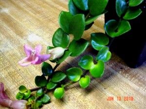 GESNERIADS Lipstick Plant, Fragrant Plant, Light Pink Flowers, Unusual Plants, Garden Accents, Pink Lipstick, Ornamental Plants, Foliage Plants, Tropical Plants