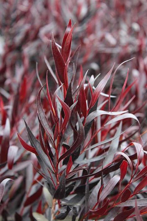 Agonis flexuosa 'After Dark' - Willow myrtle Agonis Flexuosa, Flower Identification, Dark Tree, List Of Flowers, Gothic Garden, Flower Names, Bonsai Garden, Interesting Photos, Exotic Plants