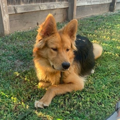 Archer is an adoptable Dog - German Shepherd Dog & Golden Retriever Mix searching for a forever family near La Pine, OR. Use Petfinder to find adoptable pets in your area. German Shepherd X Golden Retriever, German Shepherd And Golden Retriever Mix Puppies, Golden Retriever And German Shepherd Mix Dogs, Labrador German Shepard Mix Dogs, Golden Retriever Mix With German Shepard, Golden Retriever German Shepherd Cross, Golden Shepherd Puppy, German Shepherd Golden Retriever Cross, Golden German Shepherd