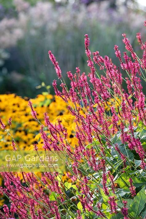 Rudbeckia Companion Plants, Rudbeckia Goldsturm, Planting Companions, Tall Shrubs, Companion Plants, Plant Photography, Flower Gardens, Forest House, Companion Planting