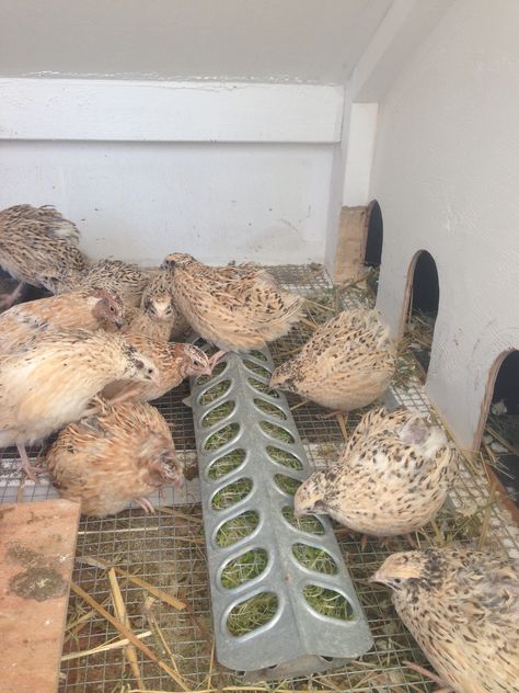 [ IMG] Quail Feed, Quail Raising, Quail House, Button Quail, Quail Coop, Chicken Brooder, Backyard Coop, Raising Quail, Kitchen Scraps