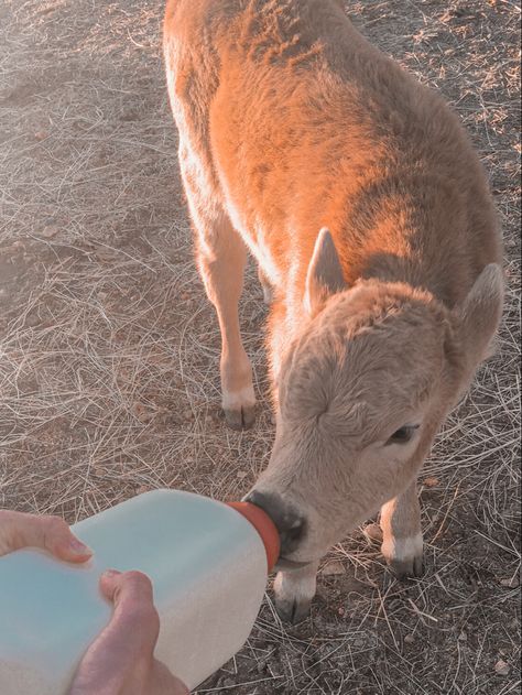 Bottle Fed Calves, Bottle Feeding Calves, Farmer Life Aesthetic, Cow Astetic, Bottle Calf, Lily Aesthetic, Cattle Station, Cow Feed, Farmer Life