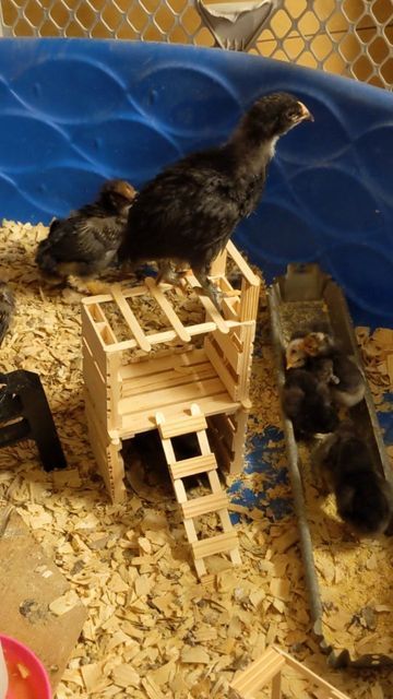 Tractor Supply Chicks, Dollar Tree Chicken Supplies, Chick Enrichment Ideas, Baby Chick Toys Diy, Toys For Baby Chicks, Chick Toys Diy, Homemade Chicken Toys, Chick Enrichment, Chicken Coop Enrichment