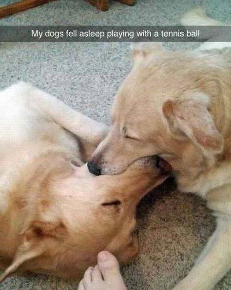 Two really tired dogs playing with a tennis ball. Funniest Snapchats, Dog Snapchats, Love My Dog, Funny Dog Memes, Funny Dog Pictures, Funny Animal Memes, Funny Animal Pictures, Dog Memes, Animal Memes