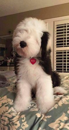 English Sheepdog Puppy, Puppy Fluffy, Big Fluffy Dogs, Sheepadoodle Puppy, Sheep Dogs, Sheep Dog, Terra Nova, Puppies And Kitties, Oh My Goodness