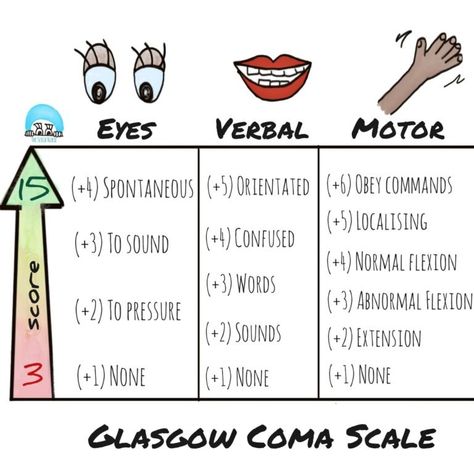 What is the Glasgow coma scale? - The Scrub Nurse Med Notes, Glasgow Coma Scale, Scrub Nurse, Levels Of Consciousness, The Patient, Spinal Cord, Hearing Loss, Scrubs Nursing, Paramedic