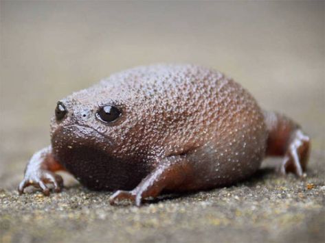 African Rain Frogs Look Like Grumpy Avocados African Frogs, Frog Species, Dirty Memes, Captain Jack, Frog And Toad, Reptiles And Amphibians, Cute Frogs, Pirates Of The Caribbean, Amphibians