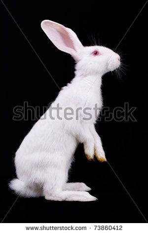 white rabbit standing on its hind legs side view White Rabbit Photo, Rabbit Side Profile, Bunny Side View, Bunny Side Profile, Legs Side View, Rabbit Side View, Rabbit Reference, Rabbit Anatomy, Rabbit Standing