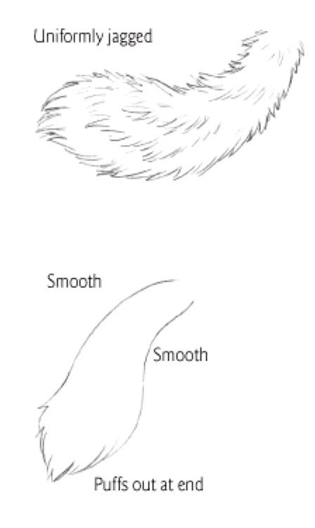 Tail types 1 Wolf Tail, Wolf Sketch, Cat Drawing Tutorial, Ref Sheet, Canine Art, Wolf Drawing, Creative Template, Animal Sketches, Anime Drawings Tutorials